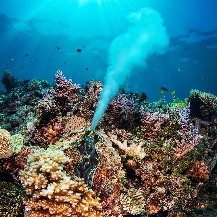 ABC’s “Reef Live” television extravaganza